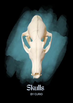 Skulls